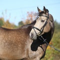 Portrait of Kinsky horse with bridle in autumn