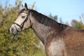 Portrait of Kinsky horse with bridle in autumn