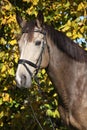 Portrait of Kinsky horse with bridle in autumn