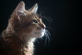 Portrait of a kitten Royalty Free Stock Photo