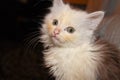 Portrait of kitten Royalty Free Stock Photo