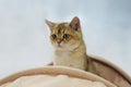 Portrait of a kitten of the British golden Chinchilla breed