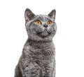 portrait on a kitten British shorthair looking up