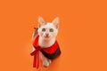 Portrait kitten cat celebrating halloween or carnival dressed as a vampire. Isolated on orange background