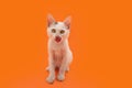 Portrait kitten cat licking its lips with tongue and sitting. Isolated on orange background. Halloween season