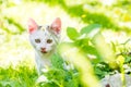 Portrait of a kitten in the grass with clear background Royalty Free Stock Photo