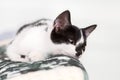 Portrait of a kitten with clear white background