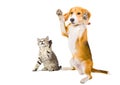 Portrait of a kitten and dog Royalty Free Stock Photo