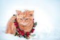 Portrait of a kitten dressed Christmas wreath