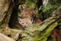 Portrait of kitten of Eurasian lynx, Lynx lynx, with mother in background. Young animal in natural habitat. Wildlife scene