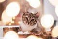 Portrait of a kitten framed by bokeh from a Christmas garland