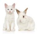 Portrait of kitten and rabbit on white background