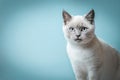 Portrait of a kitten with short hair looking at the camera and place for text Royalty Free Stock Photo