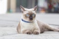 Portrait of kitten Siamese Cat with blue eyes are sitting on the road beside fence.The name in Thai is Royalty Free Stock Photo