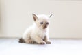 Portrait of kitten Siamese Cat with blue eyes is sitting on wooden table. White kitten cat is looking something Royalty Free Stock Photo