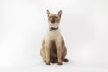 Portrait of kitten Siamese Cat with blue eyes on white background.Thai cats are sitting on white cloth and looking at something Royalty Free Stock Photo