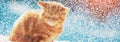 Portrait of a kitten sitting on the snow in winter during a snowfall Royalty Free Stock Photo