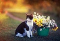 portrait of kitten sitting in summer warm garden next to a bouquet of wildflowers in a bucket against the sunset yellow light Royalty Free Stock Photo