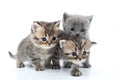 portrait of kittens walking together Royalty Free Stock Photo