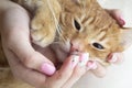 Portrait of kitty cat in hands, funny red kitten Royalty Free Stock Photo