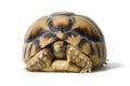 KleinmannÃÂ´s tortoise on a white background