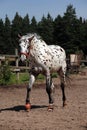 Portrait of knabstrupper breed horse