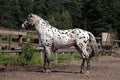 Portrait of knabstrupper breed horse