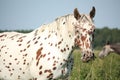 Portrait of knabstrupper breed horse - white with brown spots