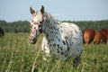 Portrait of knabstrupper breed horse - white with brown spots