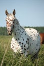 Portrait of knabstrupper breed horse - white with brown spots