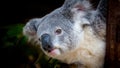 Portrait of a koala clinging to branch