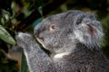 Portrait of a koala grasping gum leaves in its paw