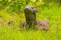 Portrait of Komodo dragon lying in grass on Rinca Island in Komodo National Park, Nusa Tenggara, Indonesia Royalty Free Stock Photo