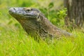 Portrait of Komodo dragon lying in grass on Rinca Island in Komodo National Park, Nusa Tenggara, Indonesia Royalty Free Stock Photo