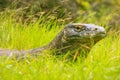 Portrait of Komodo dragon lying in grass on Rinca Island in Komodo National Park, Nusa Tenggara, Indonesia Royalty Free Stock Photo