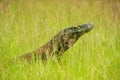 Portrait of Komodo dragon lying in grass on Rinca Island in Komodo National Park, Nusa Tenggara, Indonesia Royalty Free Stock Photo