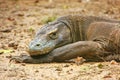 Portrait of Komodo dragon resting on Rinca Island in Komodo National Park, Nusa Tenggara, Indonesia