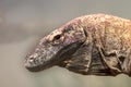 Portrait of Komodo Dragon (varanus komodoensis) in close-up Royalty Free Stock Photo