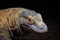 A portrait of a Komodo Dragon, Varanus komodoensis