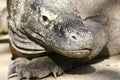 Portrait of Komodo dragons