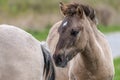 Portrait of a konik horse Royalty Free Stock Photo