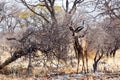 Portrait of Kudu antelope Royalty Free Stock Photo