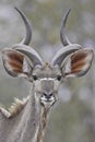 Portrait of a kudu Royalty Free Stock Photo