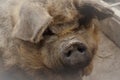 Portrait of kunekune pig Royalty Free Stock Photo