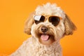 Portrait Labradoodle Dog With Sunglasses Orange Background