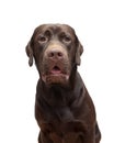 Portrait labrador chocolate color on a white background