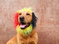 Portrait of labrador dog with fur collar in belgian tricolor. Concept Belgium national holiday , belgian football, carnival...