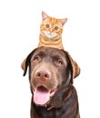 Portrait of a Labrador with ginger kitten Scottish Straight on head Royalty Free Stock Photo