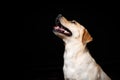 Portrait of a Labrador Retriever dog on an isolated black background Royalty Free Stock Photo