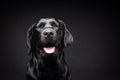 Portrait of a Labrador Retriever dog on an isolated black background Royalty Free Stock Photo